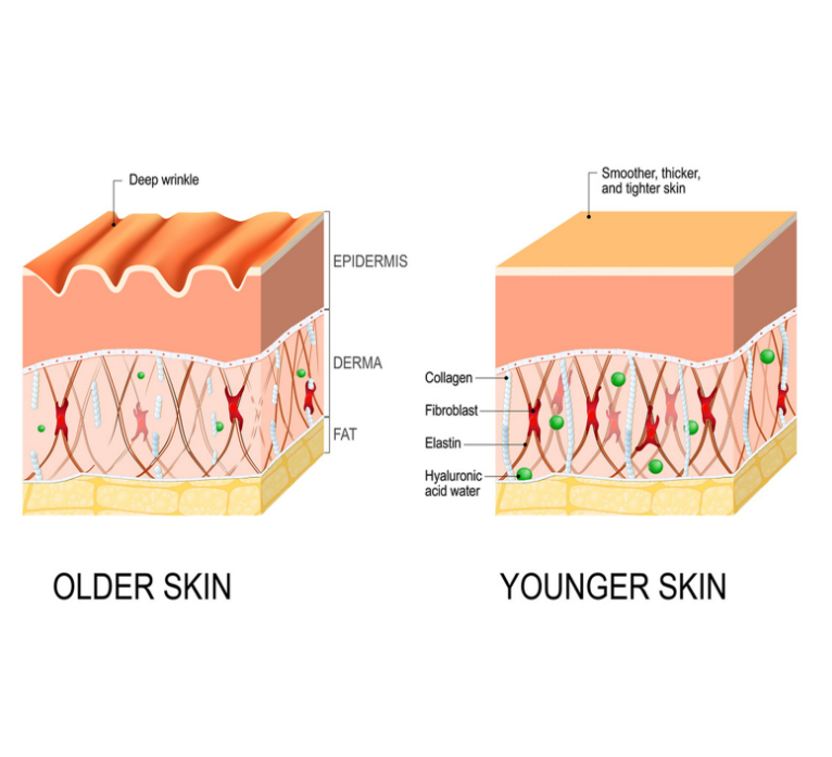 EELHOE Anti-Aging Serum